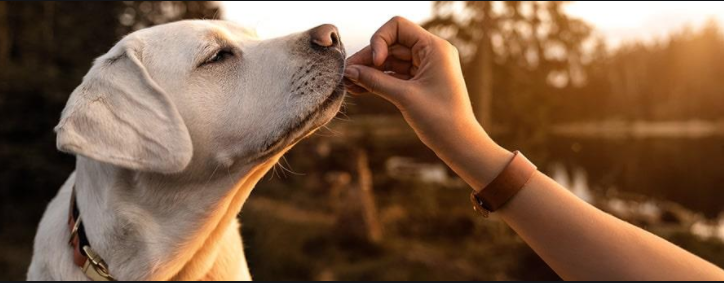 Look for accessories for your pet in the best pet supermarket