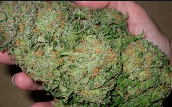 Purchase The Weeds Which Gives Happiness: Online canada dispensary