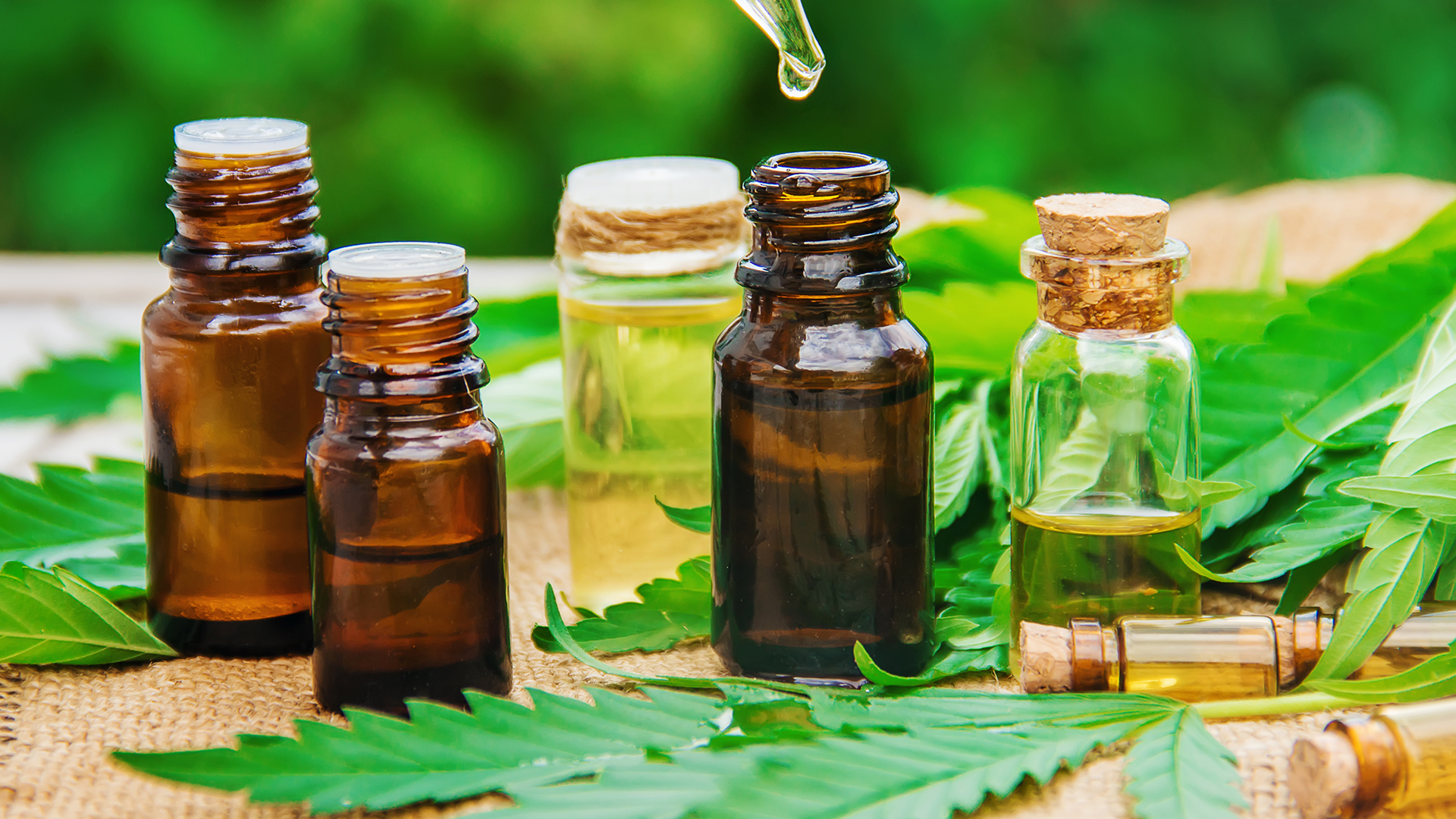 Cannabinoids 101: Explaining the Benefits of   Producing THC and CBD