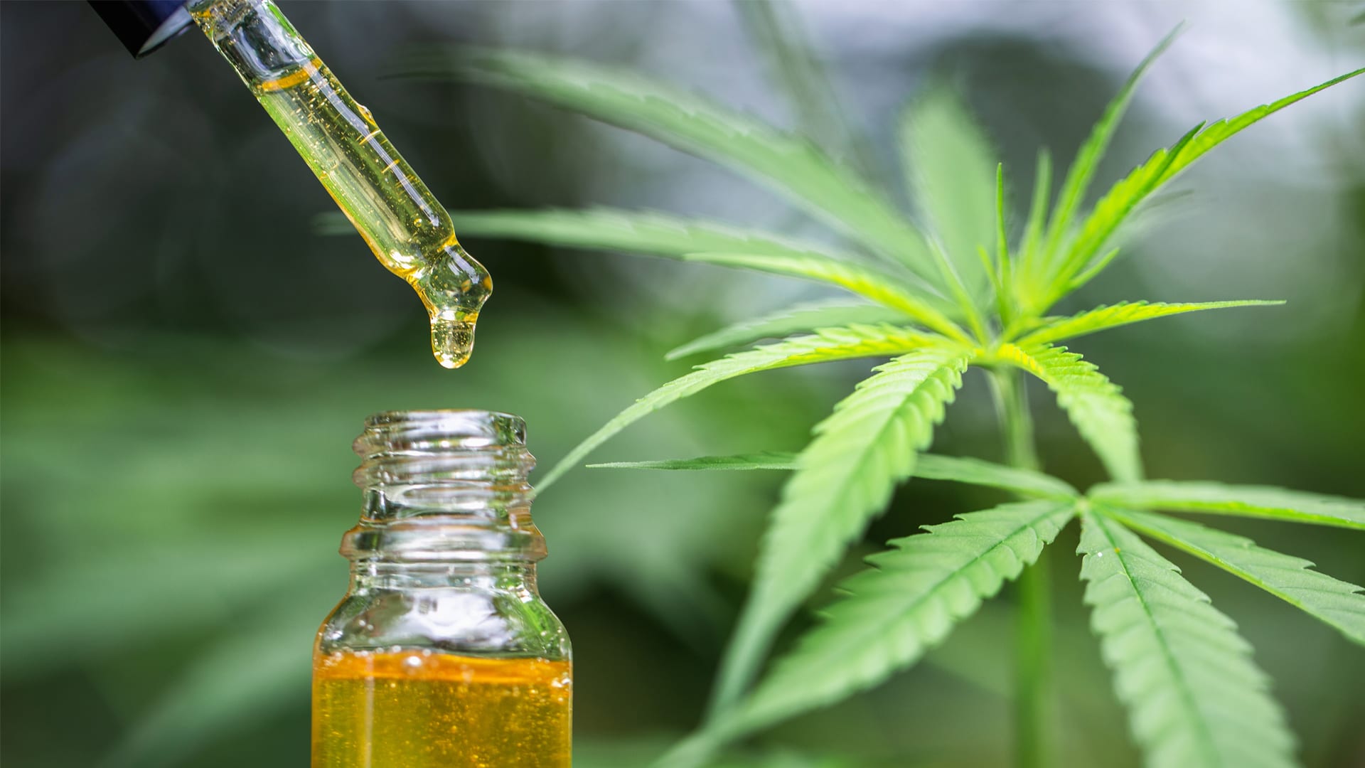 Buy Marijuana Legale at CBDTherapy