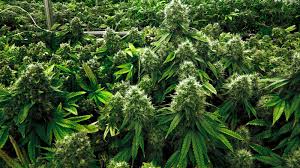 CBDTherapy develops cultures of Sativa from which its products come