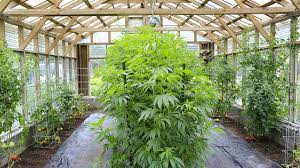 Capitalizing on cannabis industry growth through cannabis real estate investments
