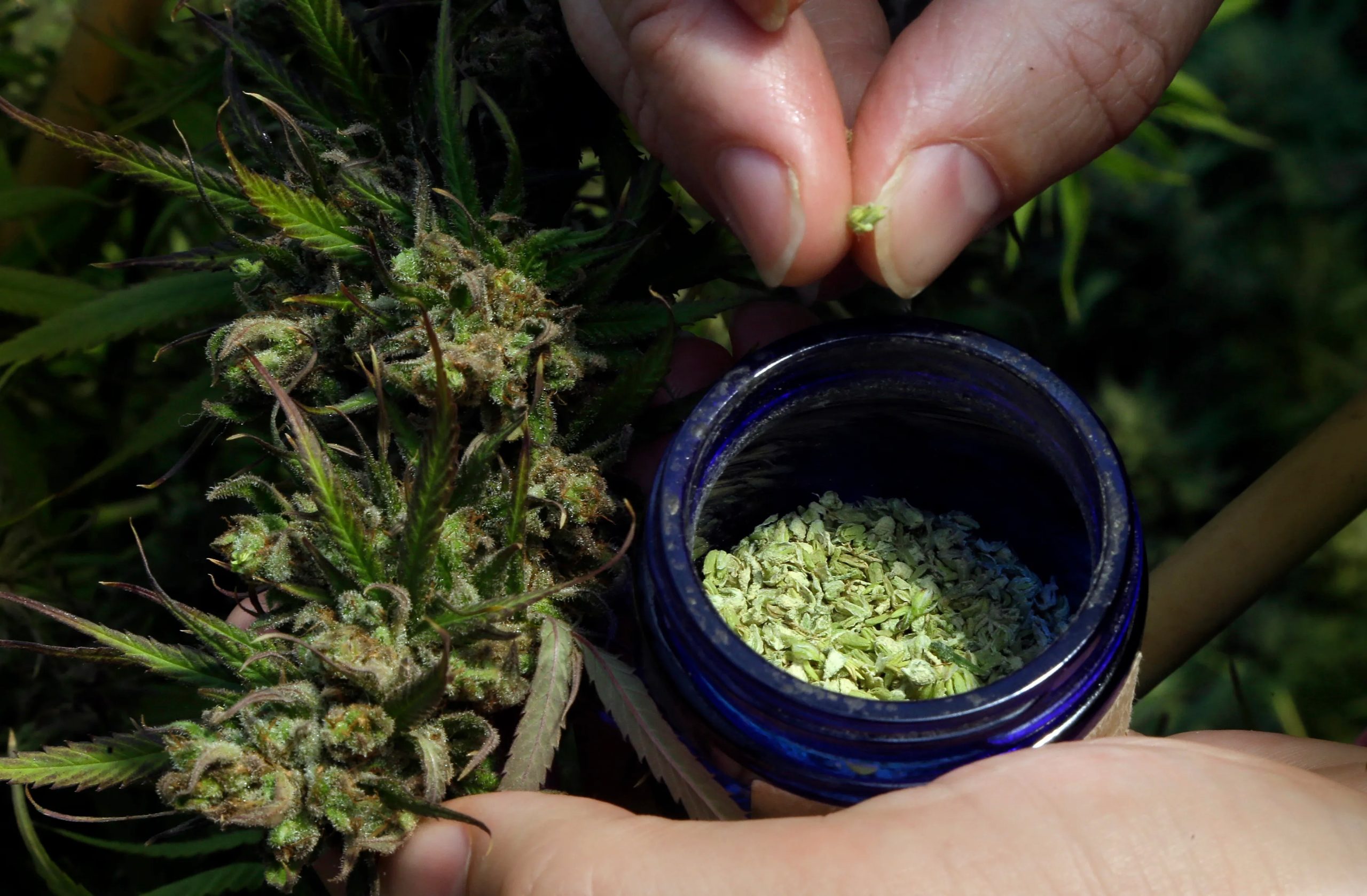 An Overview of the Benefits of Full-Spectrum vs Broad-Spectrum CBD Oil in Denmark