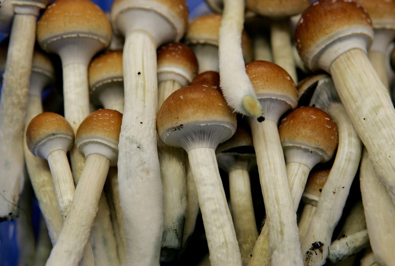 iracle Mushrooms: Manual concerning how to Use Secret Mushrooms?