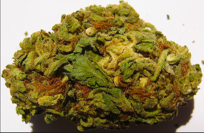 Unlock Artistic Probable with Gifted Curators DC Weed