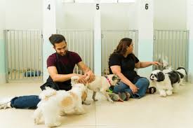 Dog Boarding for Multiple Dogs: Why Spacious Private Rooms Matter